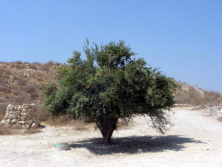 drzewo granatu